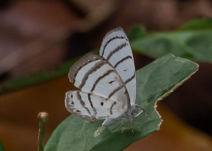 The butterfly Leucochimona icare photographed in Peru