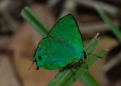 The butterfly Chalybs janias photographed in Peru