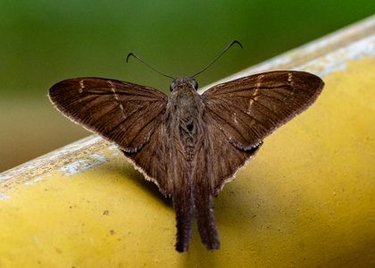 The butterfly Spicauda teleus photographed in Peru