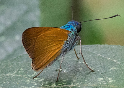 The butterfly Onophas columbaria columbaria photographed in Peru