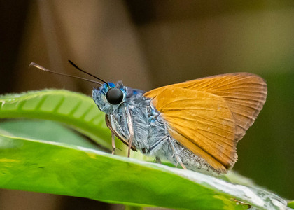 The butterfly Onophas columbaria columbaria photographed in Peru