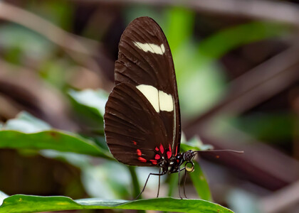 The butterfly Heliconius sara sara photographed in Peru