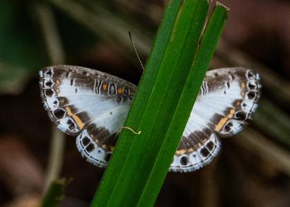 The butterfly Nymphidium photographed in Peru