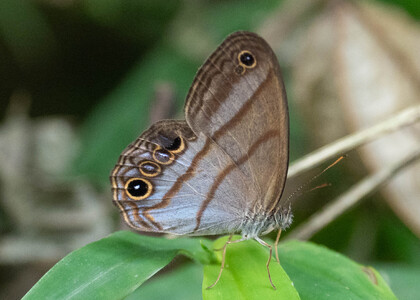 The butterfly Amiga arnaca photographed in Peru