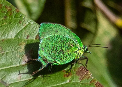 The butterfly Arcas imperialis photographed in Peru