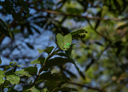 The butterfly Arcas imperialis photographed in Peru