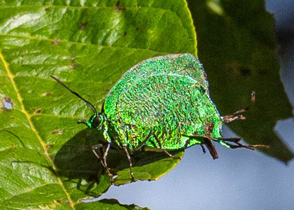 The butterfly Arcas imperialis photographed in Peru