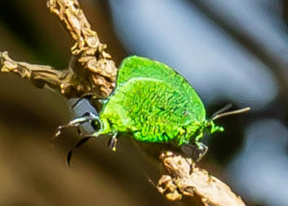 The butterfly Arcas imperialis photographed in Peru