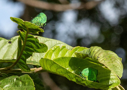 The butterfly Arcas imperialis photographed in Peru