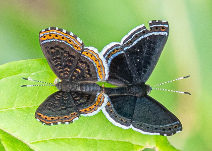 The butterfly Detritivora sp photographed in Satipo Club Social,Peru