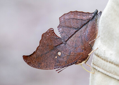 The butterfly Zaretis falcis photographed in Rio Bertha, Marankiari,Peru