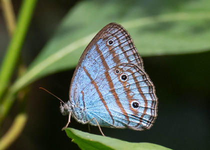 The butterfly Caeruleuptychia coelestis photographed in Peru