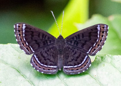The butterfly Charis anius photographed in Peru