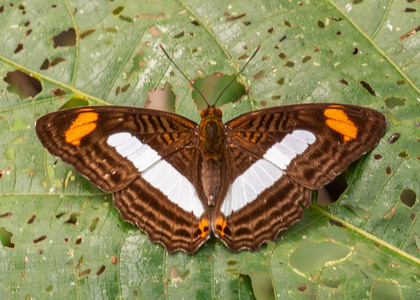 The butterfly Adelpha iphiclus iphiclus photographed in Peru