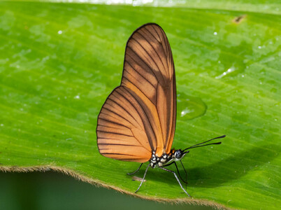 The butterfly Eueides aliphera aliphera photographed in Peru