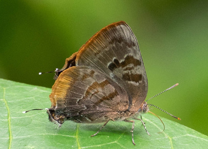 The butterfly Rekoa palegon photographed in Rio Bertha, Marankiari,Peru