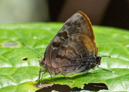 The butterfly Rekoa palegon photographed in Peru