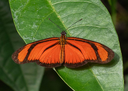 The butterfly Eueides aliphera aliphera photographed in Peru