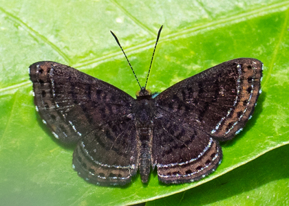 The butterfly Charis anius photographed in Peru