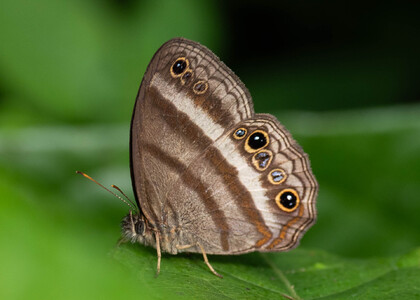 The butterfly Pareuptychia summandosa photographed in Peru
