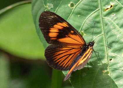 The butterfly Castilia perilla photographed in Rio Bertha, Marankiari,Peru