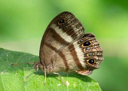 The butterfly Cissia myncea photographed in Peru