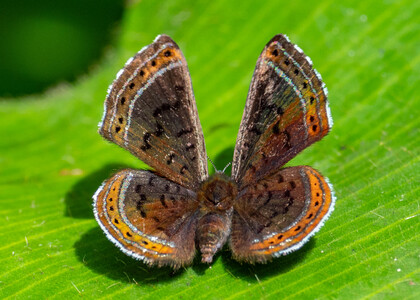 The butterfly Chalodeta chaonitis photographed in Peru