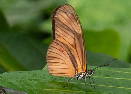 The butterfly Eueides aliphera aliphera photographed in Peru