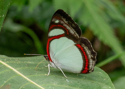 The butterfly Pyrrhogyra crameri hagnodorus photographed in Peru