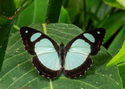 The butterfly Pyrrhogyra crameri hagnodorus photographed in Peru