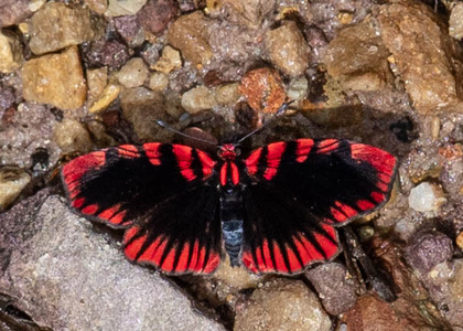 The butterfly Haemactis sanguinalis photographed in Peru