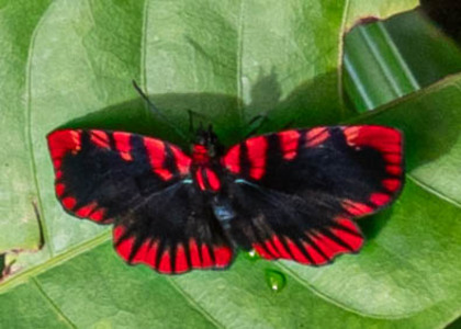 The butterfly Haemactis sanguinalis photographed in Peru