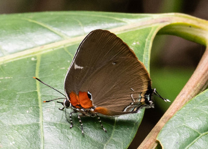 The butterfly Janthecla rocena photographed in Peru