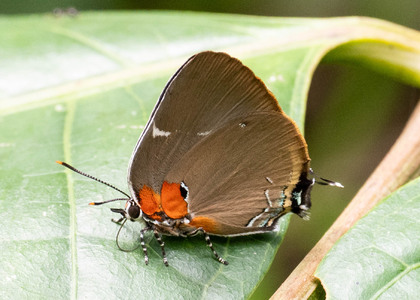 The butterfly Janthecla rocena photographed in Rio Bertha, Marankiari,Peru