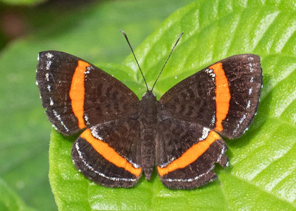 The butterfly Crocozona coecias photographed in Peru