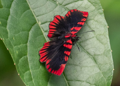 The butterfly Haemactis sanguinalis photographed in Peru