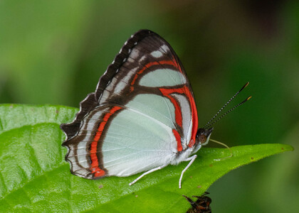 The butterfly Pyrrhogyra otolais olivenca photographed in Peru