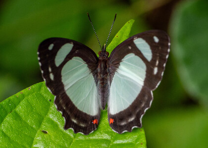 The butterfly Pyrrhogyra otolais olivenca photographed in Peru
