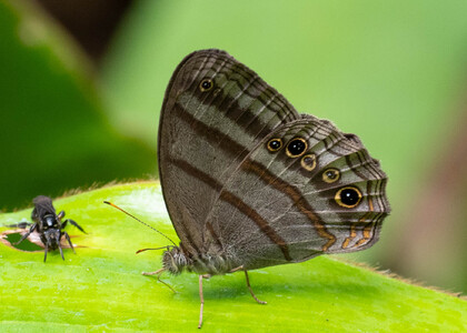 The butterfly Deltaya (Magneuptychia) ocypete photographed in Rio Bertha, Marankiari,Peru