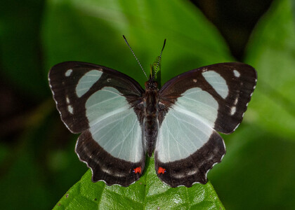 The butterfly Pyrrhogyra otolais olivenca photographed in Peru