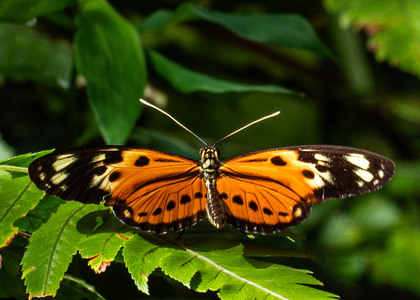 The butterfly Eueides isabella dissoluta photographed in Peru