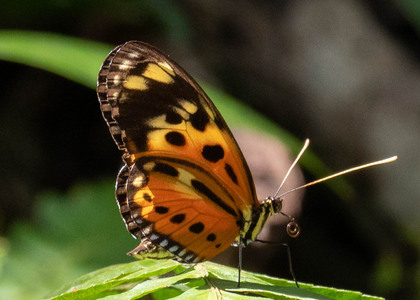 The butterfly Eueides isabella dissoluta photographed in Peru