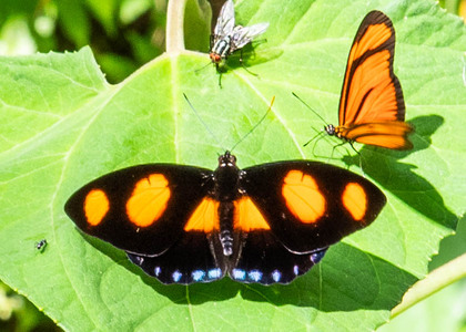 The butterfly Catonephele numilia photographed in Peru