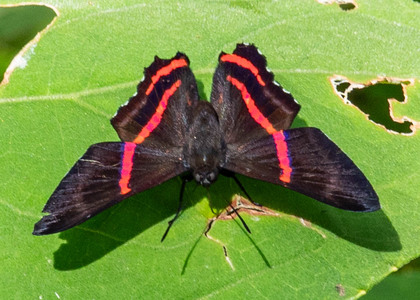 The butterfly Ancyluris etias photographed in Rio Bertha, Marankiari,Peru