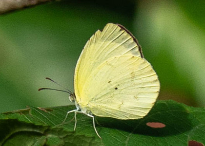 The butterfly Pyrisitia venusta photographed in Rio Bertha, Marankiari,Peru