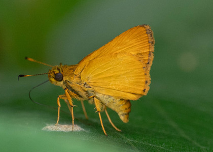 The butterfly Anthoptus epictetus photographed in Peru