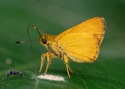 The butterfly Anthoptus epictetus photographed in Peru