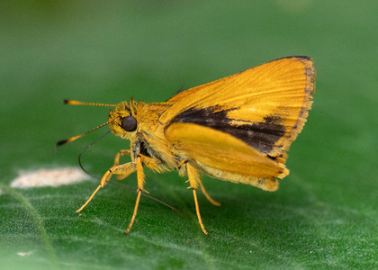 The butterfly Anthoptus epictetus photographed in Peru