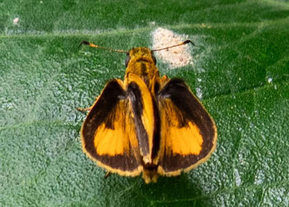 The butterfly Anthoptus epictetus photographed in Peru