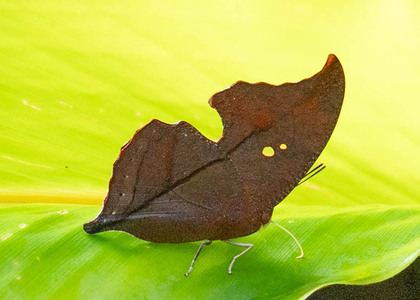 The butterfly Zaretis falcis photographed in Peru